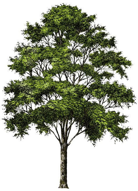 pngtree|Tree png images, pictures, download free .
